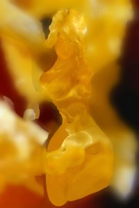 picture of an orange