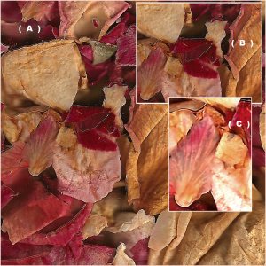 three scans of a set of leaves.